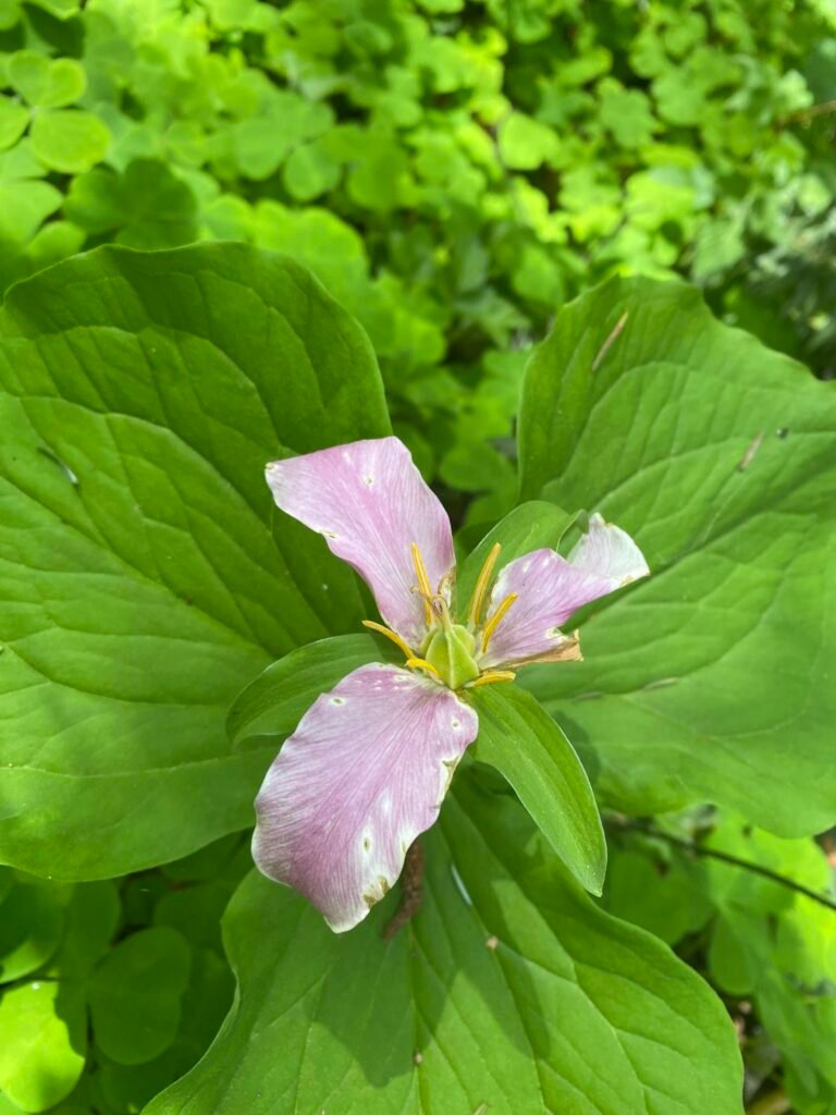 flower trillium pink